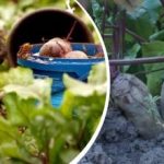 Enostavna akcija v avgustu: vrtnar je povedal, kako narediti rdečo