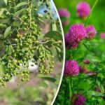 In ne potrebujete vremenske napovedi: katere rastline napovedujejo dež In ne potrebujete vremenske napovedi: katere rastline napovedujejo dež