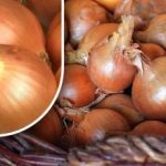 Kako shraniti čebulo, da pred poletjem ne vzklije: vrtnar je