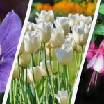 Strokovnjak našteva 7 rastlin, ki jih je to jesen vredno