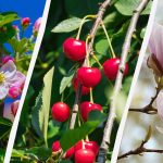 Vrtnarji so poimenovali 8 dreves, ki jih jeseni ne smete obrezovati Vrtnarji so poimenovali 8 dreves, ki jih jeseni ne smete